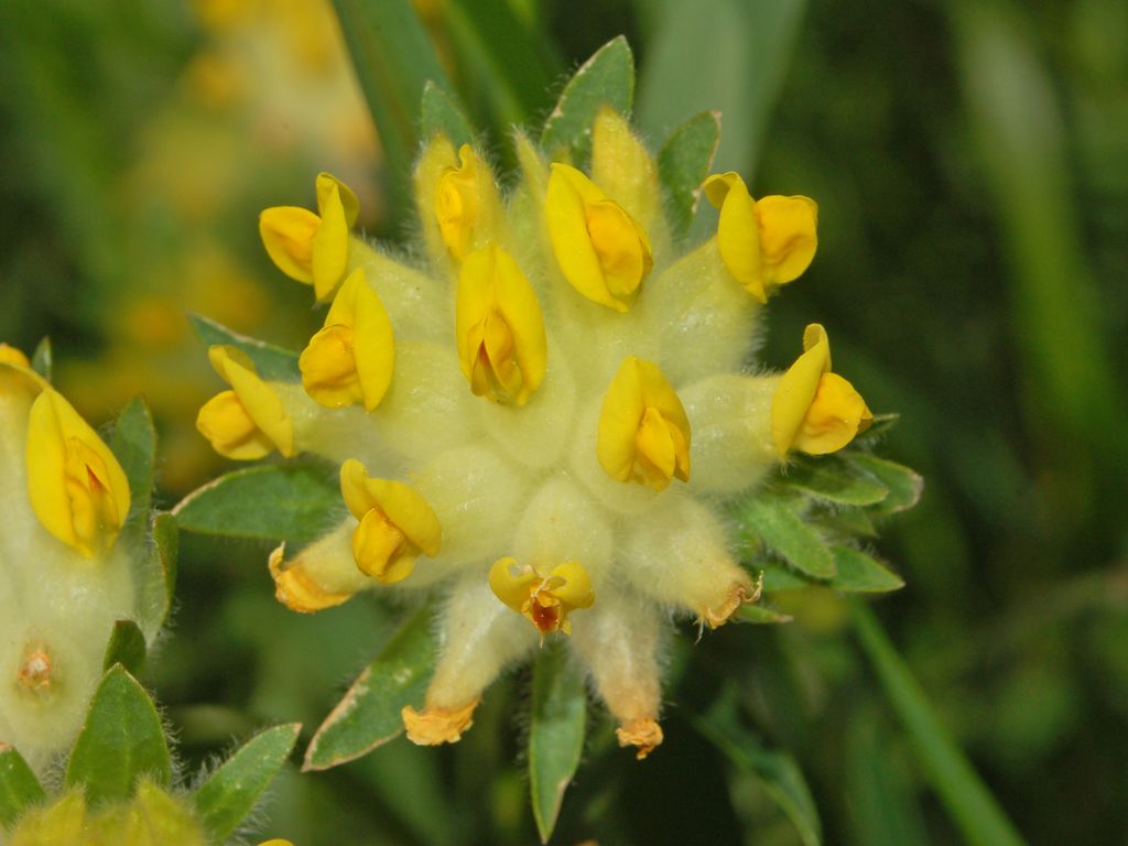 Anthyllis vulneraria / Vulneraria comune